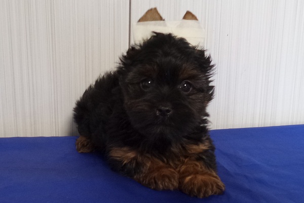 Filhotes de Yorkshire Terrier