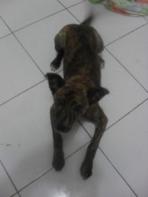 Doação filhote mestiça de akita