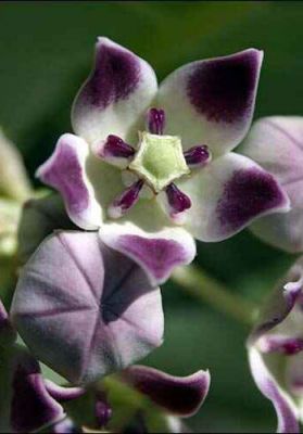 TERAPIA FLORAL