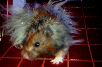 Vendo Hamsters Sírio Angorá.