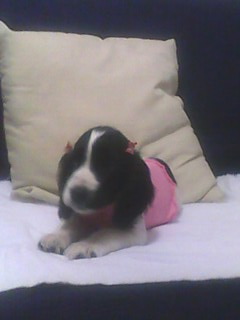 Linda Cocker Inglesa Femea