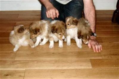 Pastor de shetland, Magníficos Filhotes  R$2.000