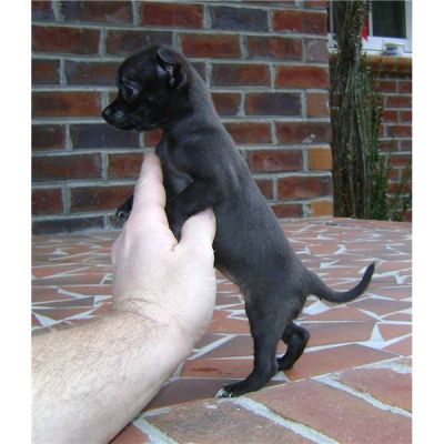 belo chihuahua cachorros para adopção