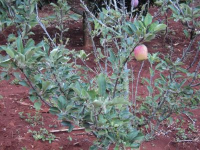 Linda chacara em pilar do sul