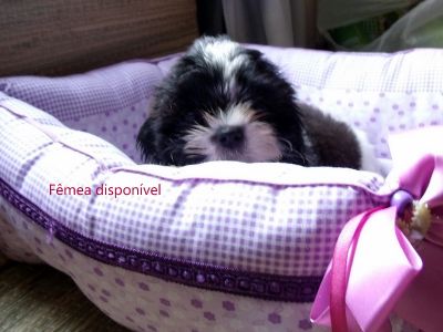 Filhotes de Shih Tzu