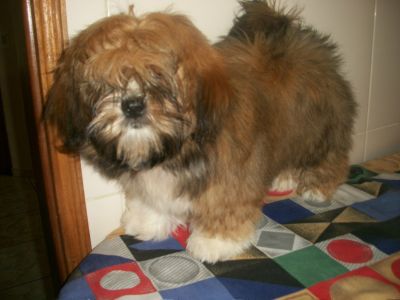 última Lhasa Apso Fêmea á venda 5 meses 
