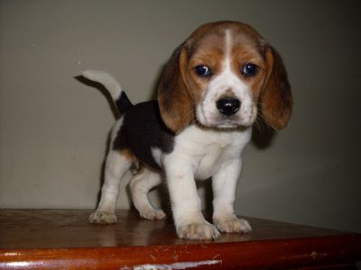 venda de lindos filhotes de bagle