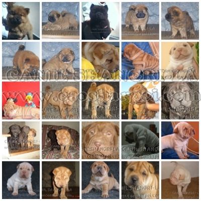 OS CÃEZINHOS MAIS FOFOS DO MUNDO, SHARPEI & CHOW-CHOW