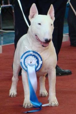 BULL TERRIER