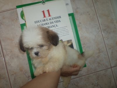 VENDO LINDOS FILHOTES DE VARIAS RAÇAS E PREÇOS 4361-8917 OU 7694-5581