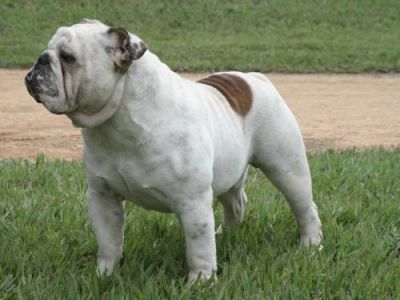 Buldogue Inglês, filhos de Grande campeão brasileiro R$2.500