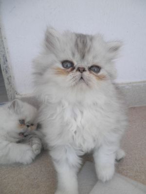 Filhotes de Persa Diaponíveis