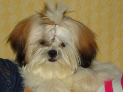 lindos filhotes de shih tzu pequeno porte