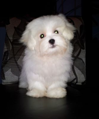 Maltês - Promoção dia das Crianças