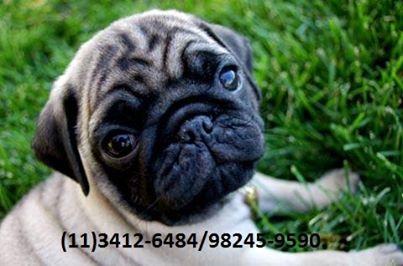 Nossa criação de PUG é especializada.