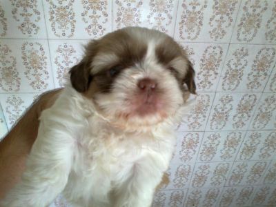 shih tzu disponivel para reserva 8599 7359 tim 