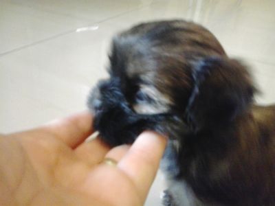 Filhotes de Shitzu com Yorkshire