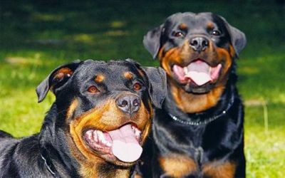 W e C Adestramento de Cães