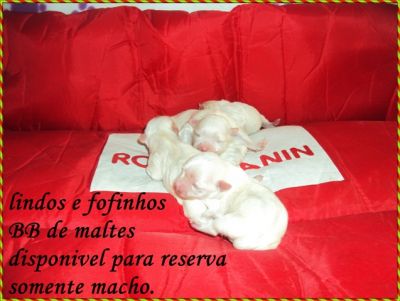 tenho lindos filhotes de maltes para reserva