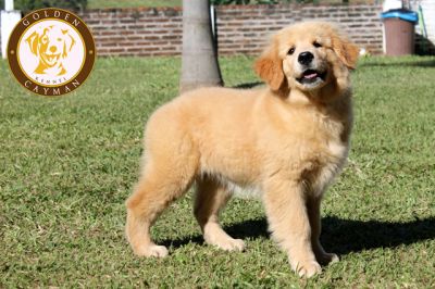 Filhote fêmea de Golden Retriever - CBKC