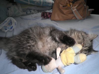 Lindo Filhote de Persa