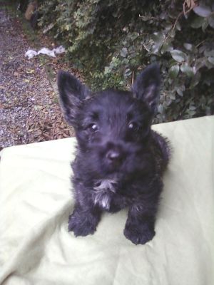 SCOTTISH TERRIER