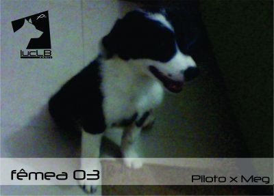 Vendo Filhotes Border Collie
