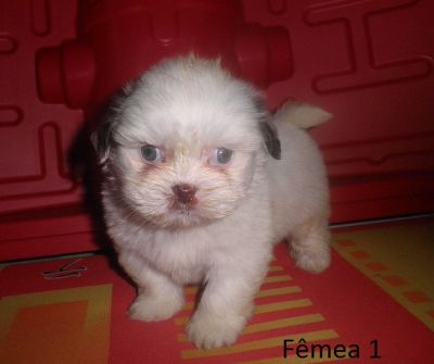 Filhote de Lhasa Apso - Promoção