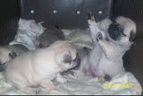 Pug  Filhotes
