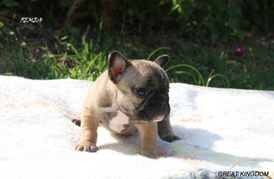 BULLDOG FRANCES FULVO DISPONIVEL