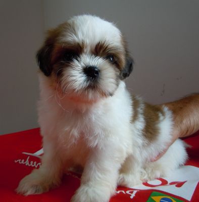 CANIL PORTAIL D´SOLEIL - ESPECIALIZADO NA RAÇA SHIH TZU