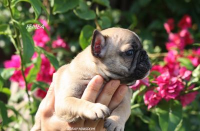 BULLDOG FRANCES FULVO DISPONIVEL