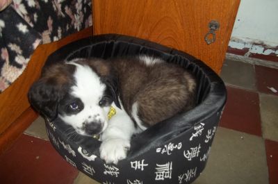 Shih tzu , Yorkshire , São Bernardo , Golden Retriver . Canil Simon Bel