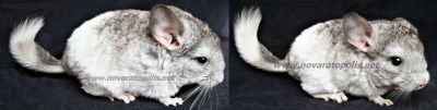Chinchilas - Lindos Filhotes Rio de Janeiro!