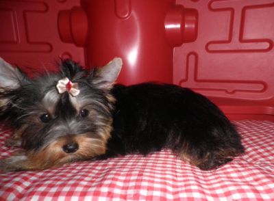 Yorkshire Fêmea - 7 meses