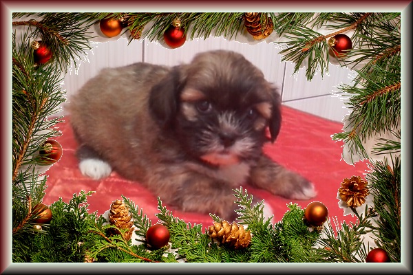 Lindas Fêmeas de Lhasa Apso