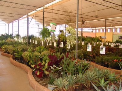 ouro verde mudas nativas e frutiferas