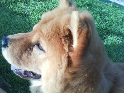 VENDO FILHOTE DE CHOW CHOW C/ PEDIGREE - MACHO