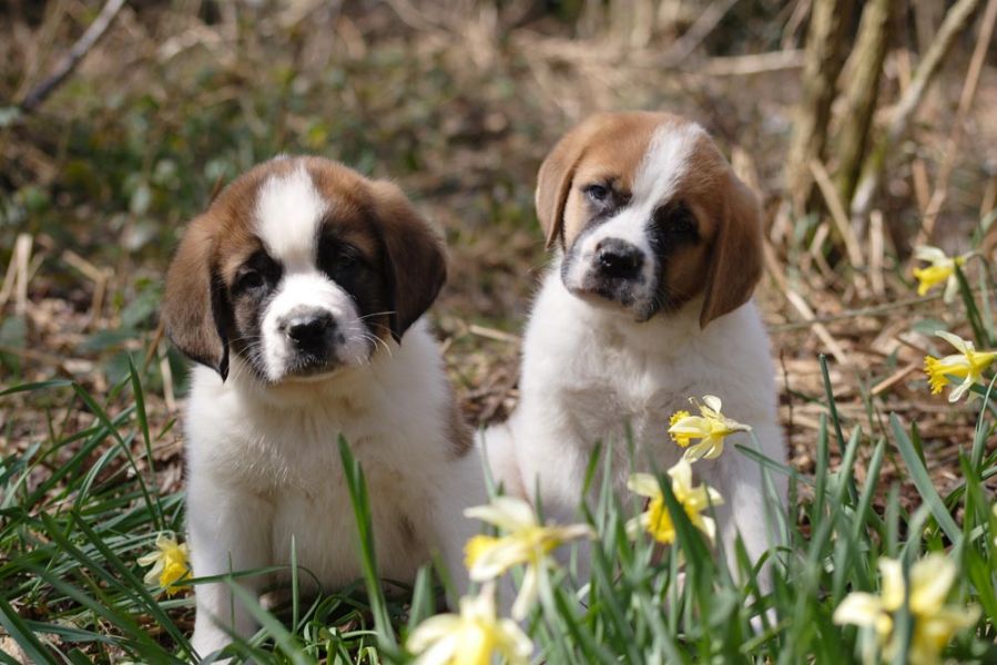 Excepcional Linhagem de São Bernardo.