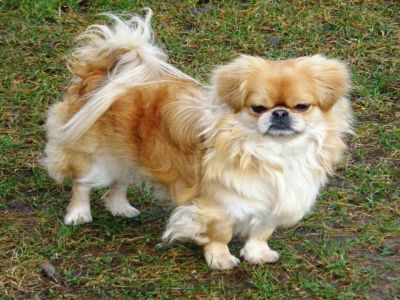 Dog Walker - Caminhador de Cães
