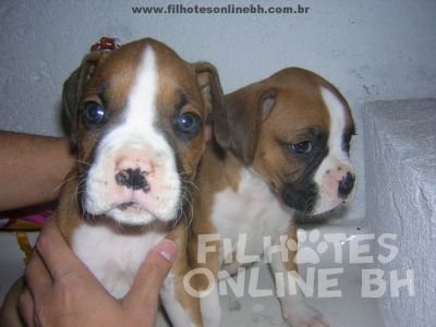Boxer - Canil Filhotes On Line BH
