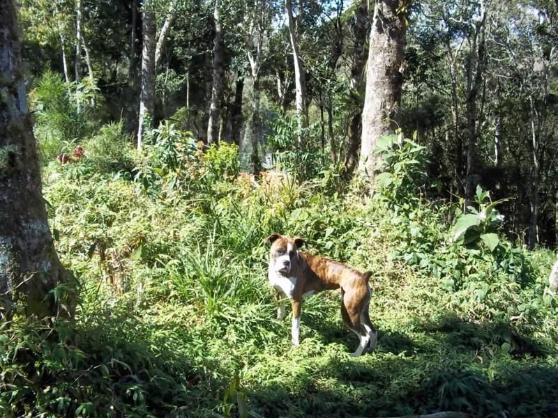 Terreno a venda em Campos do Jordão.