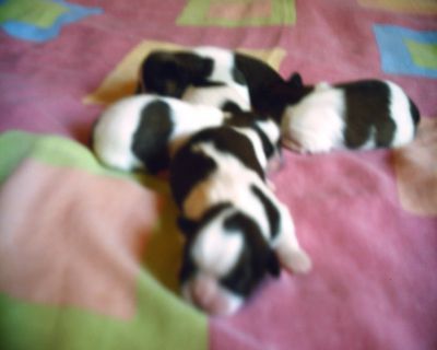 Filhotes de Shih-tzu e Lhasa Apso