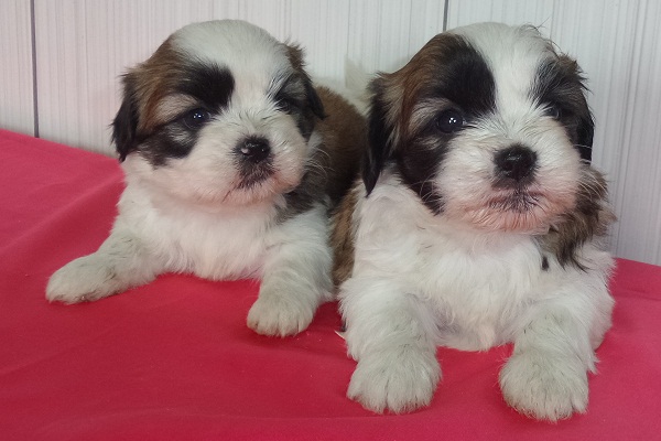 Filhotes de Lhasa Apso Fêmea