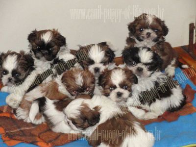 Canil puppy- vd filhotes shih tzu