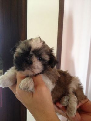 Canil puppy- vd filhotes shih tzu