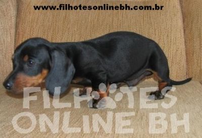 Basset Cofap ou Dachshund Teckel a venda - Canil Filhotes On Line BH