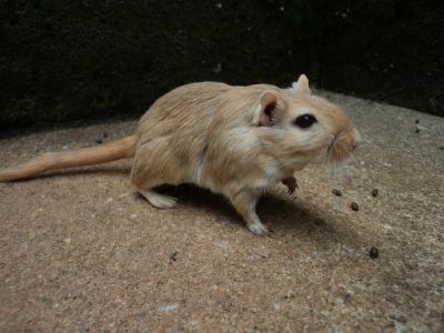 venda de esquilos da mongolia (gerbil)