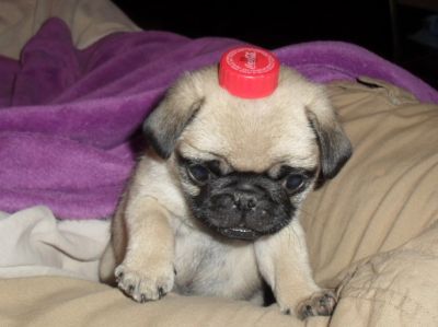 FILHOTES DE PUG À VENDA