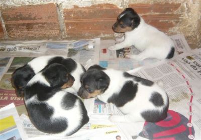 terrier brasileiro(fox paulistinha)